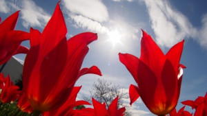 Времето на 9 юни Чака ни повече слънце