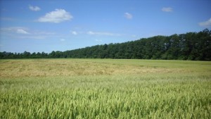 Очакват се до 700 кг от декар пшеница при правилно