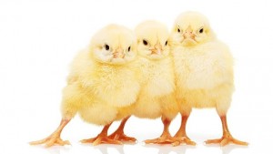 Бил Гейтс хвърля 100 000 пилета в борбата с бедността