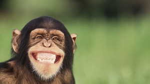 Маймуна направи за смях тигър в индийски резерват ВИДЕО