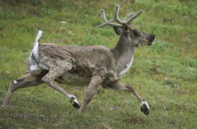Животновъдите във Финландия ще пазят северните си елени с мобилно приложение