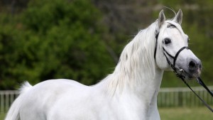 Ден на арабските коне в България ще се проведе в