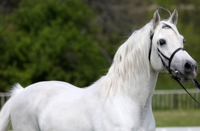 Ден на арабските коне в България ще се проведе в Кабиюк-Шумен