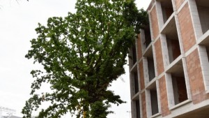 РИОСВВъзможни са санкции заради кастрене на защитения вековен дъб