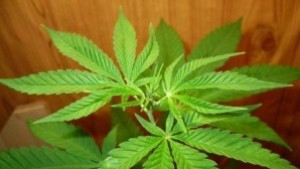 Изкорениха 2384 стръка канабис в Петричко