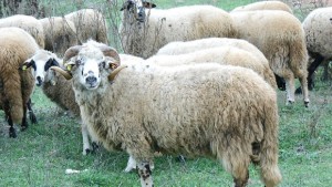 Правят трети фестивал на местните породи