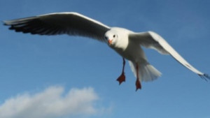 Не хранете гларусите могат да бъдат опасни