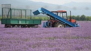 Откриват дестилерията за етерични масла на 15 юни