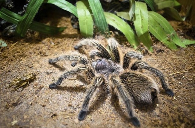 200 отровни тарантули ще бъдат отгледани като домашни любимци