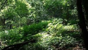 Заседава УС на асоциация Общински гори