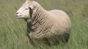 Плешиво агне получи вълнен пуловер