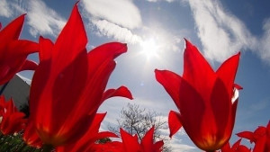 Времето на 15 юни Времето се оправя слънцето се завръща