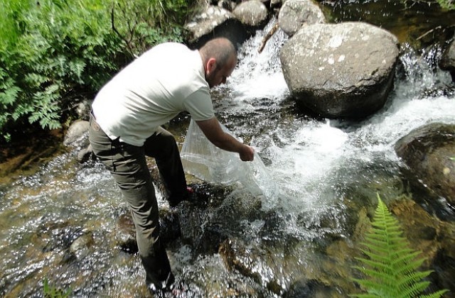 Зарибяват с 20 000 балкански пъстърви реки в област Кюстендил