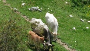 Пръскат срещу заразен нодуларен дерматит в община Стара Загора