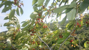 Петък и събота ще бъдат найгорещите дни от седмицата