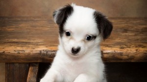 Защо големите кучета имат лош дъх