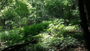 Потвърдиха членството на община Котел в Асоциацията на общинските гори