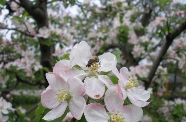 Пчелари в Петричко: Никой не ни предупреди, че ще пръскат заради нодуларния дерматит
