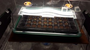 Разкриха модерна оранжерия за канабис в Горна Козница арест за