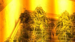 Иззеха марихуана от къща в Тъжа