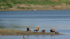 Изкуствено размножени птици бяха пуснати край язовир