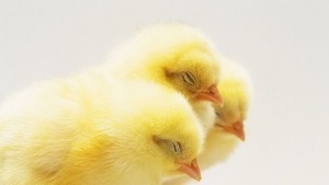 Боливия се възмути отказа пилета подаяние от Бил Гейтс