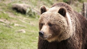 Мечка нападна мъж докато брал гъби в гората