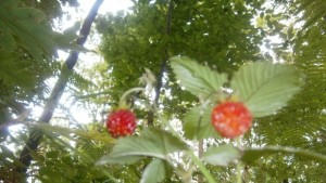 В област Габрово максималната температура ще е 33 градуса