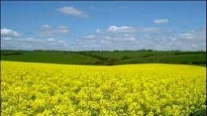 Земеделски стопани и жители на Община Криводол в ужас след