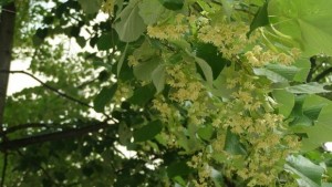 РИОСВ Забранено е продаването изкупуването и превозването на билки