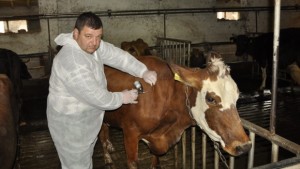 Пламна ново огнище на заразен нодурален дерматит в Кърджалийско