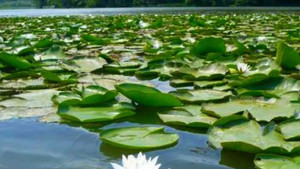 Празник на водните лилии ще се проведе в село Малък