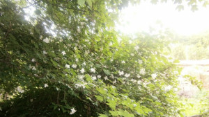 Оранжев код за високи температури е обявен за 19 юни