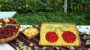 ЧЕРЕША СНУКЪР ОУПЪН 2016 в Кюстендил