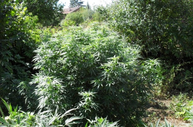Арестуваха младеж с амфетамин и марихуана в Кюстендил, откриха канабис в двор в Горановци