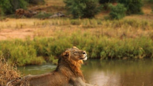 Ъпдейт към Windows 10 застраши живота на защитени животни от