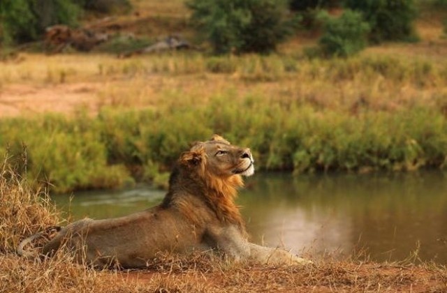 Ъпдейт към Windows 10 застраши живота на защитени животни от резерват в Африка