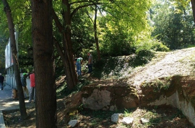 Създават регистър на столетните дървета в Пловдив