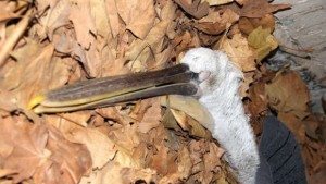 Лекуват простреляна птица от световно застрашения вид къдроглав пеликан