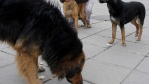 Глутница кучета нахапа двама души в центъра на Златни пясъци