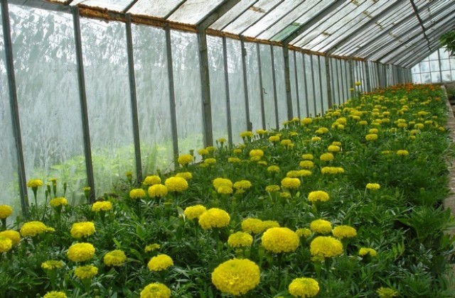 Хиляди цветя произвежда фирма Паркстрой