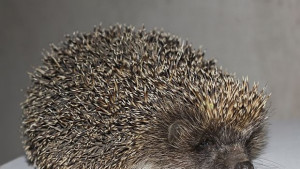 Еколози спасиха таралеж