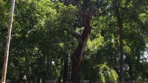 Премахват опасни дървета в Банско