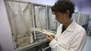 Учени идентифицираха антитела които могат да неутрализират вируса зика