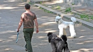 Санкционират за неносене на документи при разходка на домашен любимец