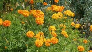 Слънчево възможни са кратки валежи