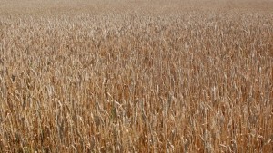 С Фестивал на хляба откриха жътвата в силистренското село Гарван