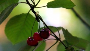 Манолова готова да предложи законови промени за защита на малките