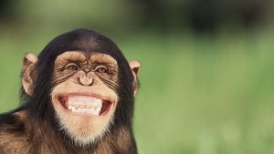 Откритие за шимпанзетата смая учените