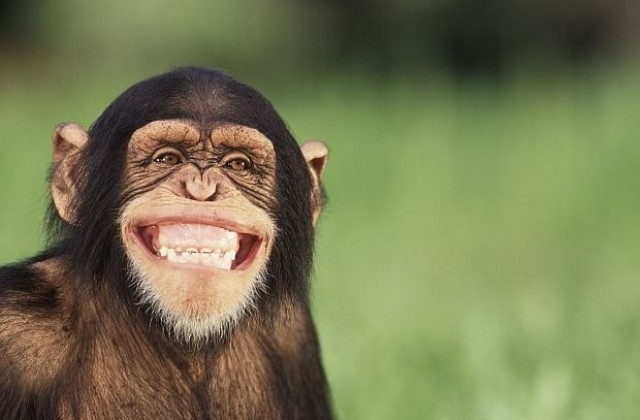 Откритие за шимпанзетата смая учените